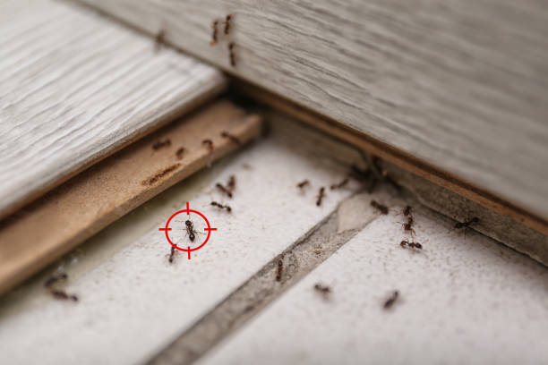 Best Cockroach Control Services  in Marshall, IL