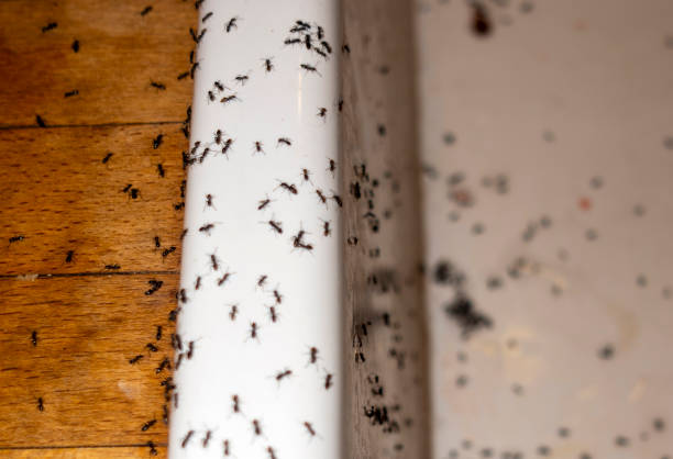 Best Affordable Pest Control Services  in Marshall, IL