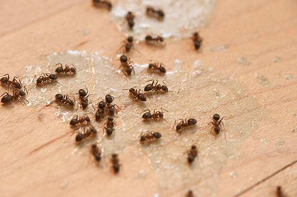 Best Pest Control Near Me  in Marshall, IL