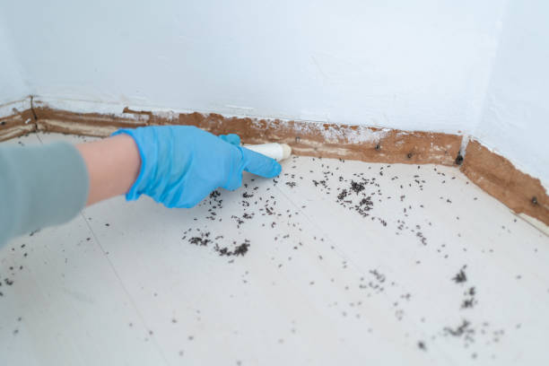 Best Insect Control  in Marshall, IL